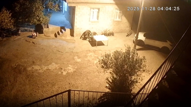 Şanlıurfa'da sırtlanlar tavuk kümesine girdi: Horoz ve tavukları çaldı