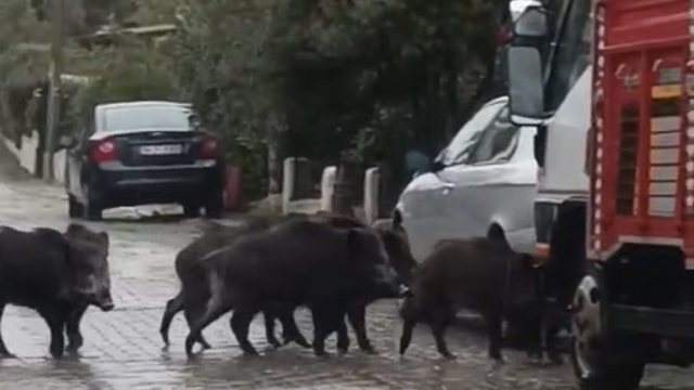 Ayvalık'ta yağmurlu havada aç kalan domuzlar şehir merkezine indi