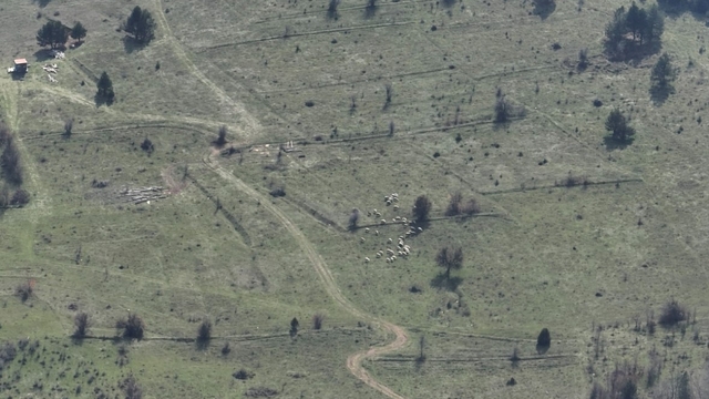 Bolu'da kayıp hayvanlar dronla bulundu