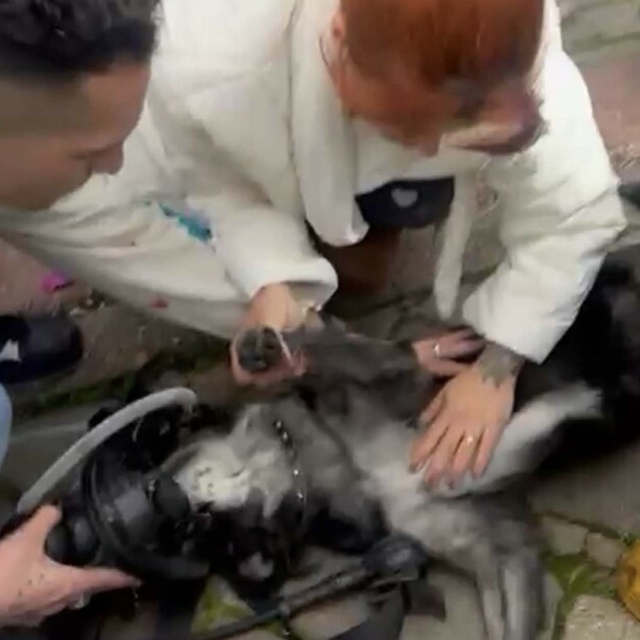 Yangında 2 köpekten biri öldü, diğeri kalp masajıyla yaşama döndürüldü