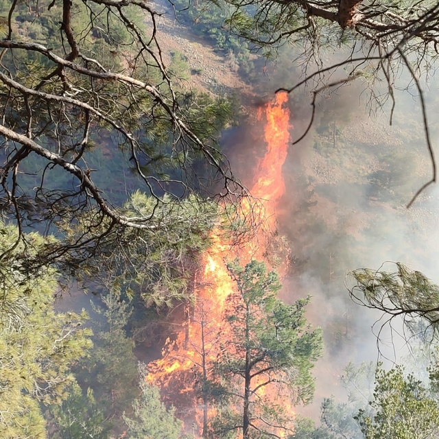 Hatay'da orman yangını