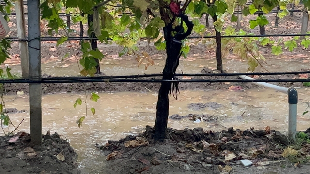 Sarıgöl'de özlenen yağışlar çiftçinin yüzünü güldürdü