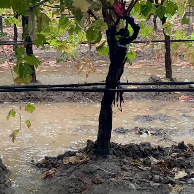 Sarıgöl'de özlenen yağışlar çiftçinin yüzünü güldürdü