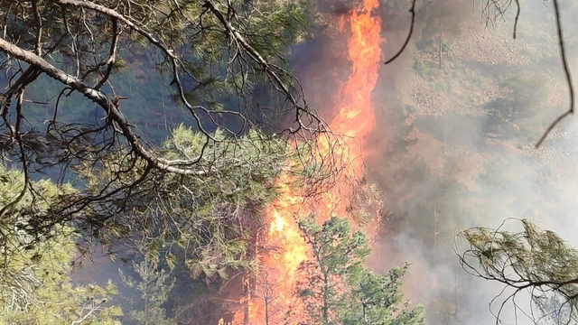 Hatay'da orman yangını