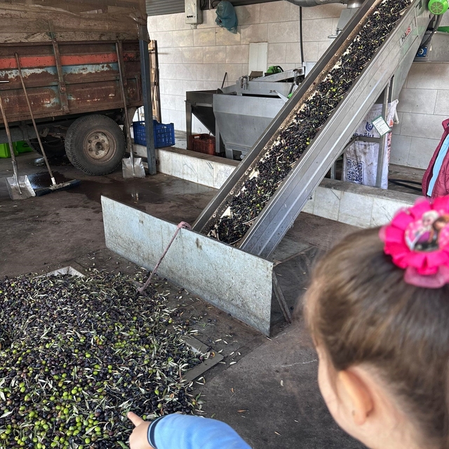 Minikler zeytinin ağaçtan sofraya uzanan serüvenini uygulamalı öğrendi