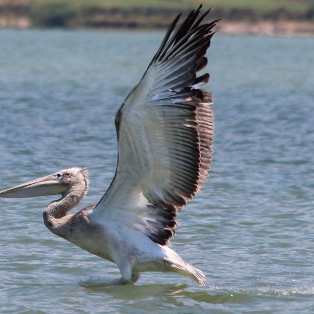 Azap Gölü'nde oltaya takılan tepeli pelikan balıkçıların dikkatiyle kurtuld...