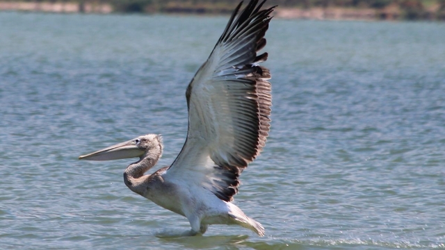 Azap Gölü'nde oltaya takılan tepeli pelikan balıkçıların dikkatiyle kurtuldu
