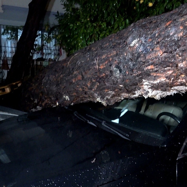 Antalya'da yağmur ve şiddetli rüzgar 10 metrelik ağaç devrildi: iki araç ve...