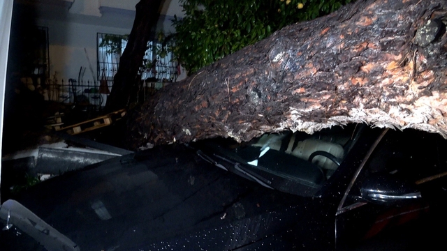 Antalya'da yağmur ve şiddetli rüzgar 10 metrelik ağaç devrildi: iki araç ve bina zarar gördü