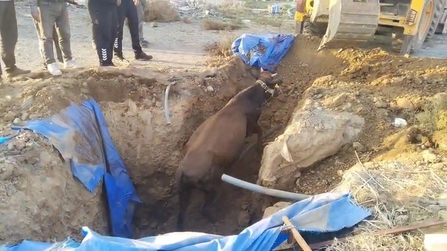 Çukura düşen büyükbaşı itfaiye kurtardı