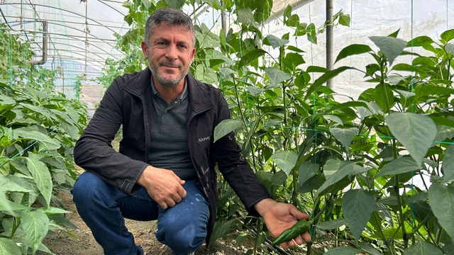 'En acı biber'in hasat zamanı