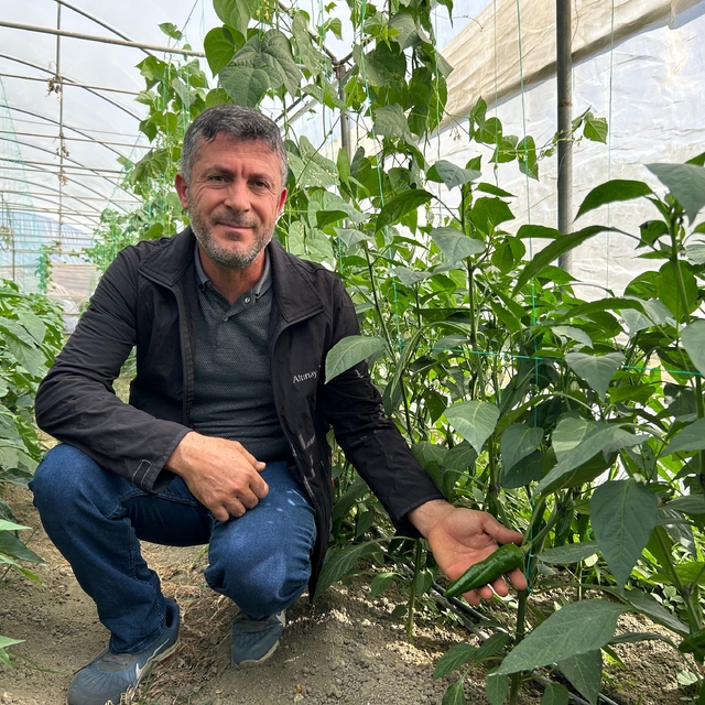 'En acı biber'in hasat zamanı