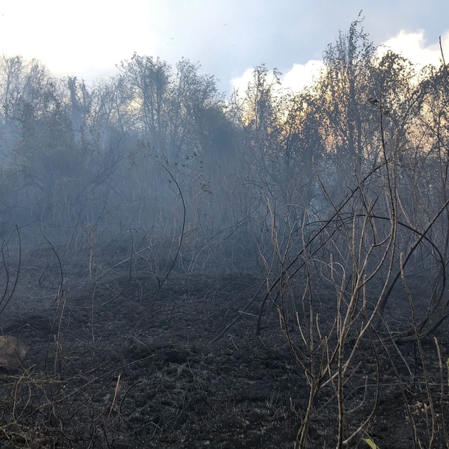 Artvin Hopa'da ziraat alanında çıkan yangın ormana sıçradı