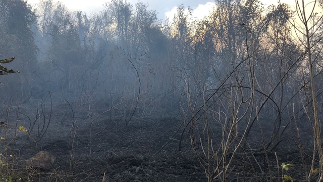 Artvin Hopa'da ziraat alanında çıkan yangın ormana sıçradı