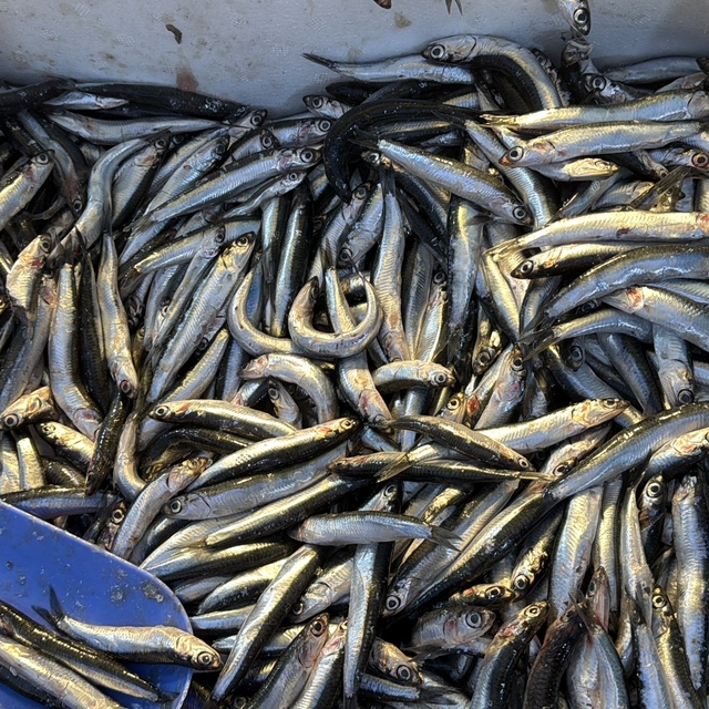 Palamut Gürcistan'a kaçınca tezgahlar hamsiyle doldu