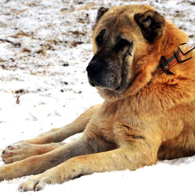 Erzurum'da bir kayıp hikâyesi
Çoban köpekleri devlet hediyesi olarak Amerik...