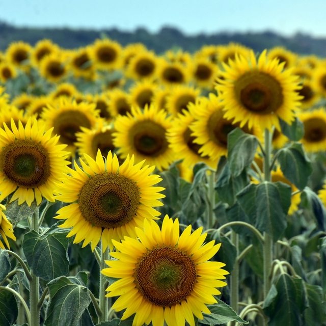 Edirne'de kuraklık nedeniyle üretici ayçiçeğinden uzaklaşıp, buğday ekimine...