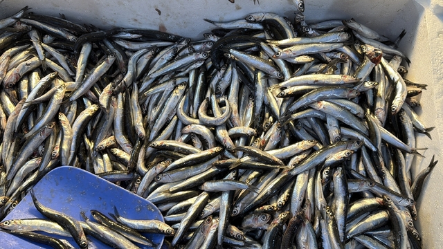 Palamut Gürcistan'a kaçınca tezgahlar hamsiyle doldu