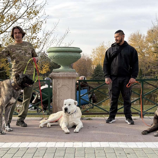 Türk çoban köpeklerini dünyaya tanıtıyor