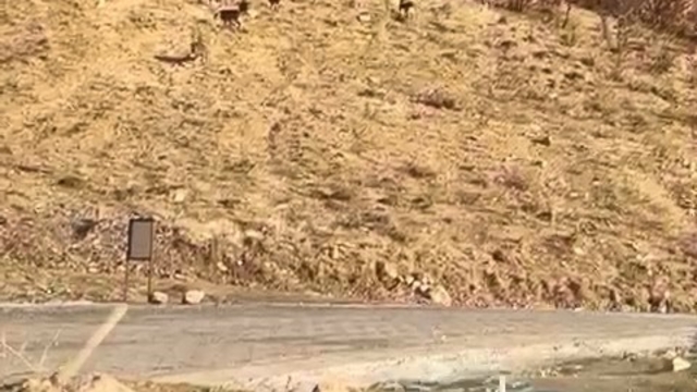 Elazığ'da nesli tükenme tehdidi altında olan dağ keçileri görüldü