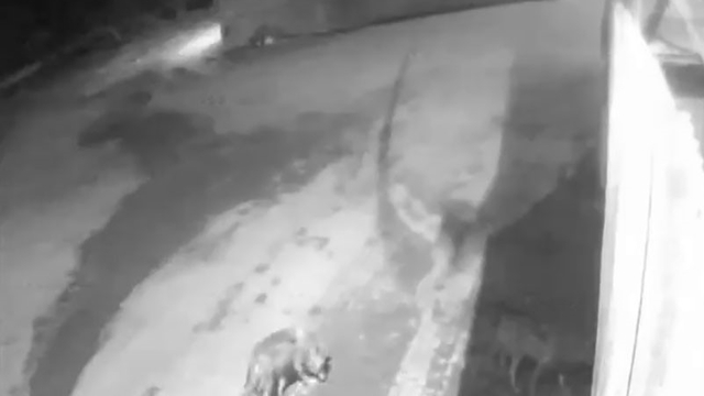 Aşkale'de aç kalan kurtlar köye indi