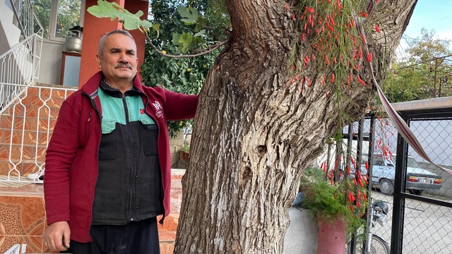 Osmaniye'de dut gövdesinden incir çıktı: Dut ağacının gövdesinde yetişip meyve veren incir ağacı şaşırttı