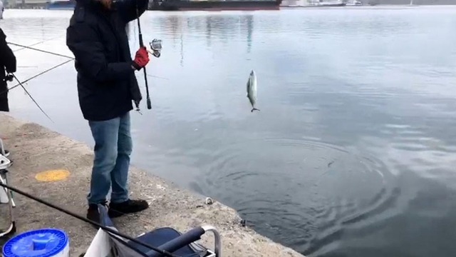 İskelede palamut bereketi
Palamudu duyan amatör balıkçılar, iskeleye akın etti