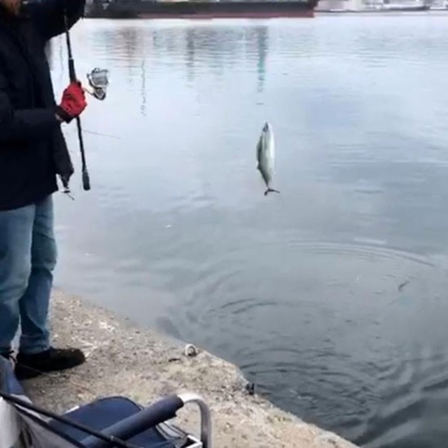 İskelede palamut bereketi
Palamudu duyan amatör balıkçılar, iskeleye akın e...