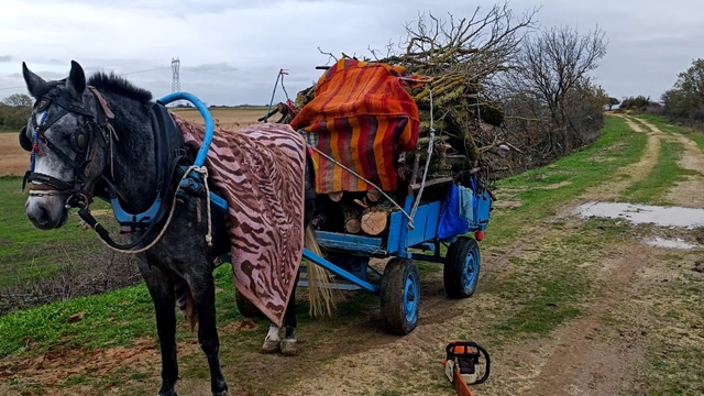 Edirne'de merada izinsiz ağaç kesen 2 kişi gözaltına alındı