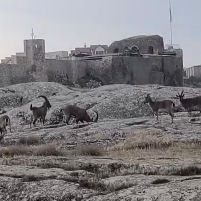Sabah saatlerinde dağ keçileri sürü halinde ortaya çıktı