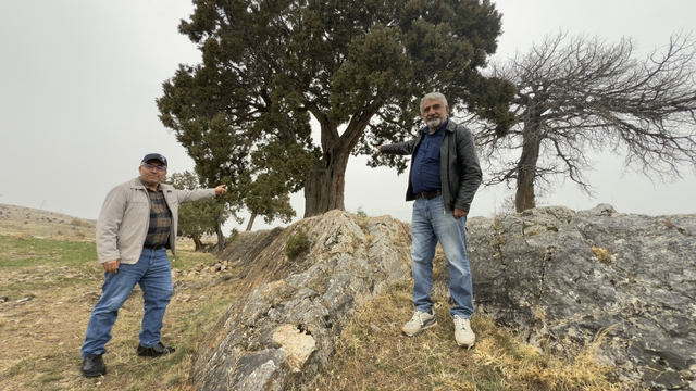 Köy halkı 508 yaşındaki ardıç ağacının tescilini istiyor