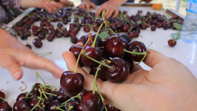 15 Aralık'ta okullarda "Coğrafi İşaret Günü" kutlanacak