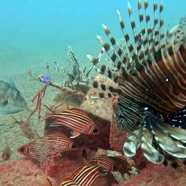 Akdeniz'de balıkların rekabeti: Kızıldeniz'den gelen balık türleri, yerli b...
