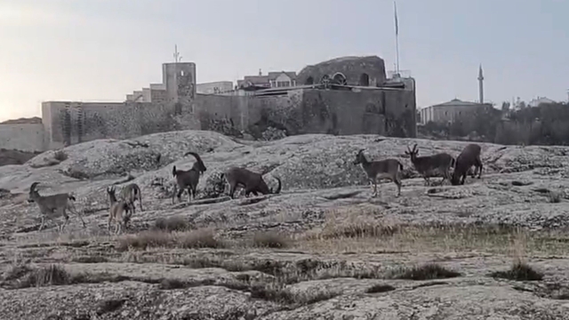 Sabah saatlerinde dağ keçileri sürü halinde ortaya çıktı