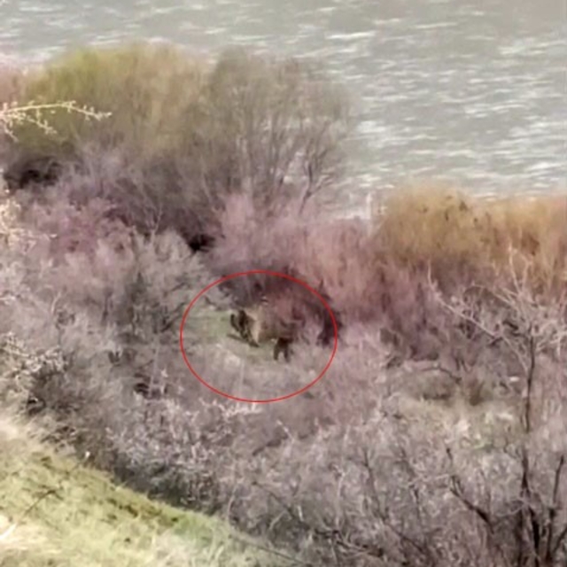 Palu'da balıkçının karşısına ayı ve yavrusu çıktı