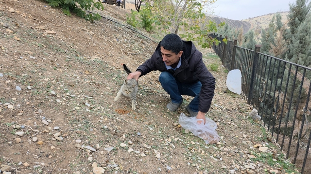 Siverek'te sahipsiz kedilere mama bırakıldı