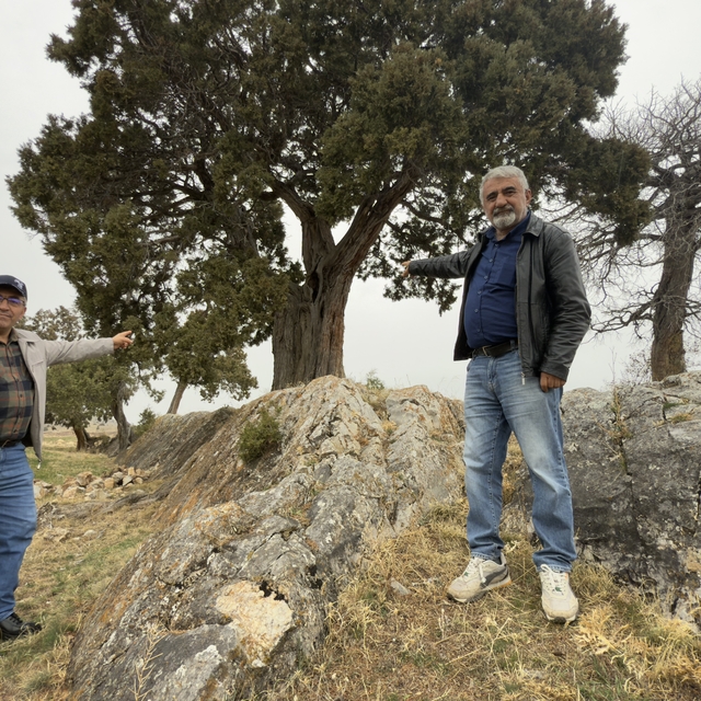 Köy halkı 508 yaşındaki ardıç ağacının tescilini istiyor