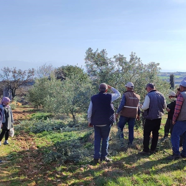 Salihli'de ücretsiz zeytin budama kursu başlıyor
