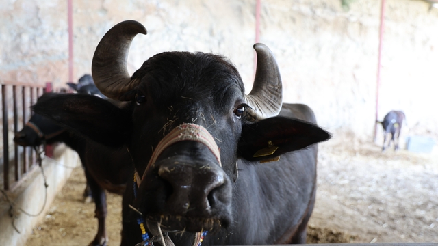 Mandadan gelen altın lezzet