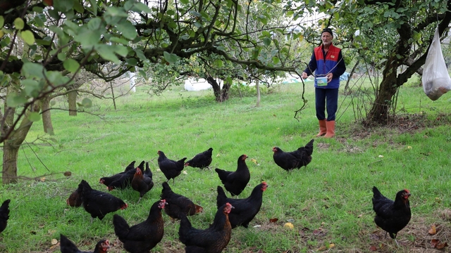 Kocaeli'de kırsal kalkınmaya "kanatlı" destek
Hibe destekli tavukçuluk projesiyle üreticiler yumurta talebine yetişemiyor