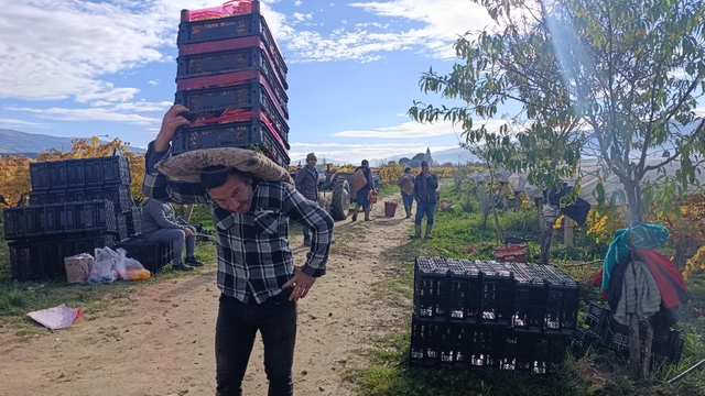 Sarıgöl'de üzüm kesimi aralık ayında da sürüyor