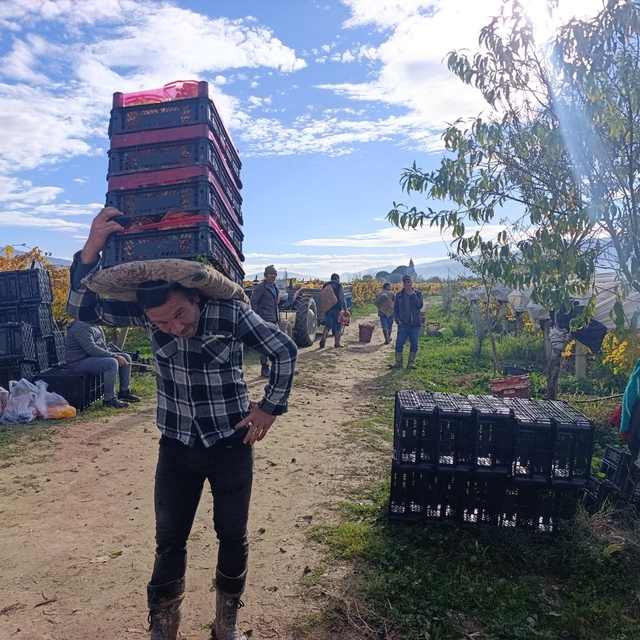 Sarıgöl'de üzüm kesimi aralık ayında da sürüyor