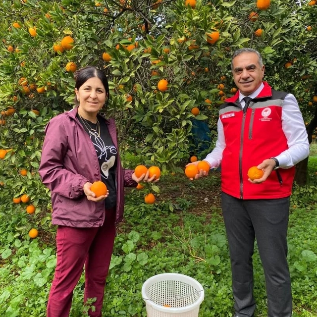 Kuyucak'ta portakal hasadı yapıldı, üreticilere belgeleri teslim edildi