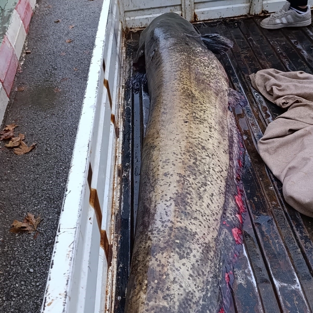 Yakalanan 65 kiloluk dev balık, görenleri şaşkına çevirdi