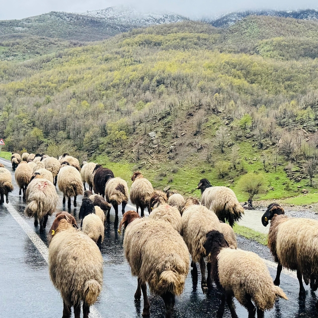Şırnak'ta 1 milyonun üzerinde küçükbaş, yaylalardan ovalara iniyor