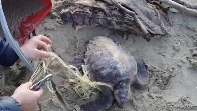 Misina ve ipe dolanan caretta carettanın yardımına vatandaşlar yetişti