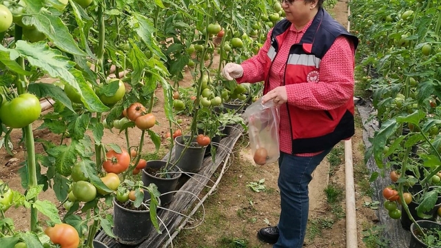 Simav'daki sera alanlarından pestisit denetimi için domates numunesi alımı