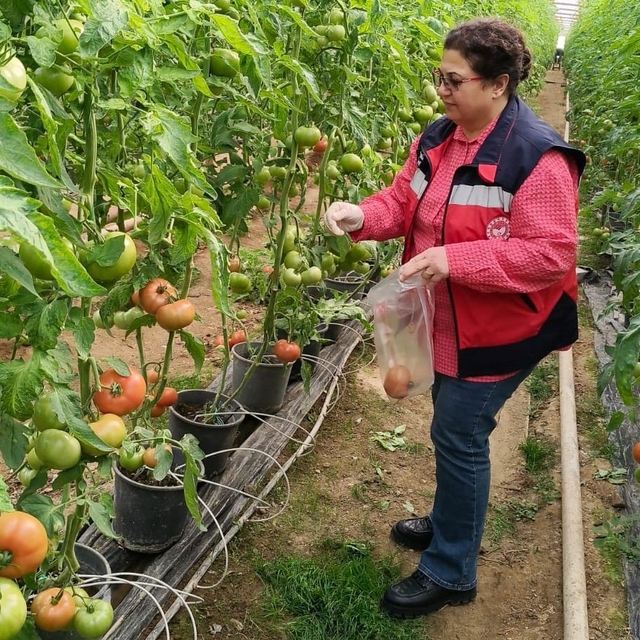Simav'daki sera alanlarından pestisit denetimi için domates numunesi alımı