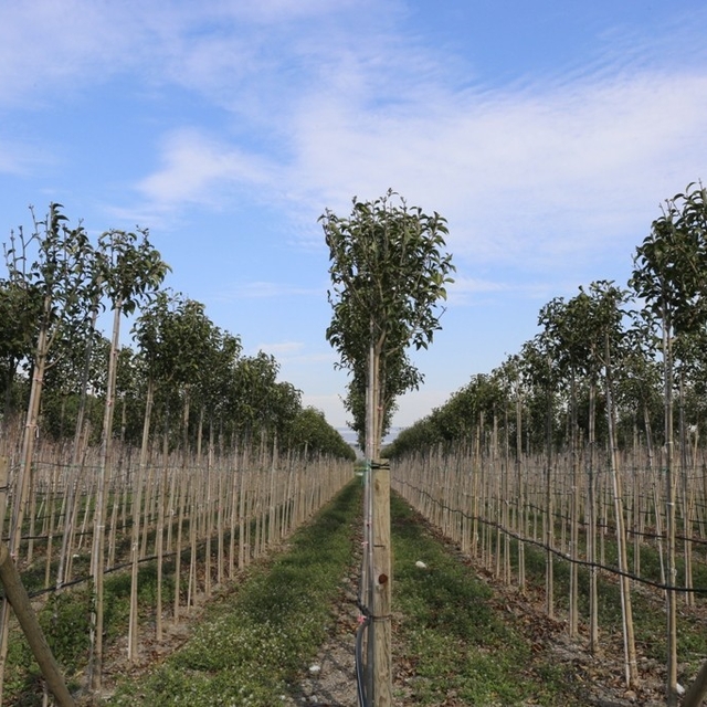 Muradiye Fidanlığı geleceğe nefes olmaya devam ediyor