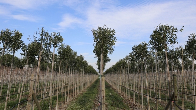 Muradiye Fidanlığı geleceğe nefes olmaya devam ediyor